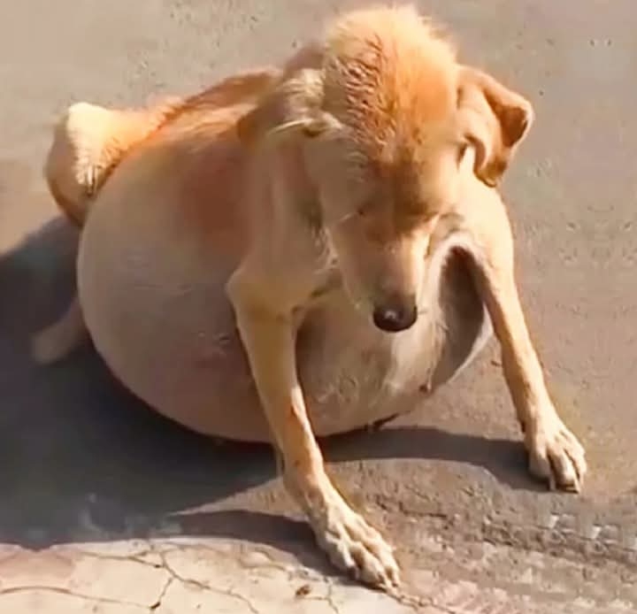 Fufy’s Journey: From Misdiagnosis to Hopeful Recovery in Lahore