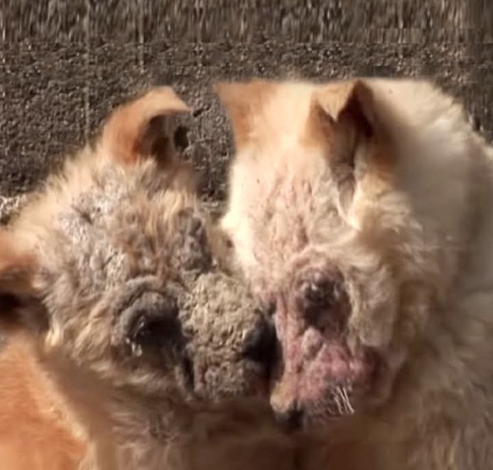 From Abandonment to Forever Home: Puppies’ Heartwarming Journey to Recovery and Love