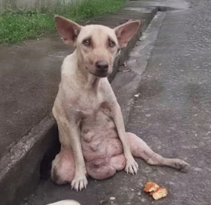 Rescue and Renewal: Sinead’s Journey from Heartbreak to Hope