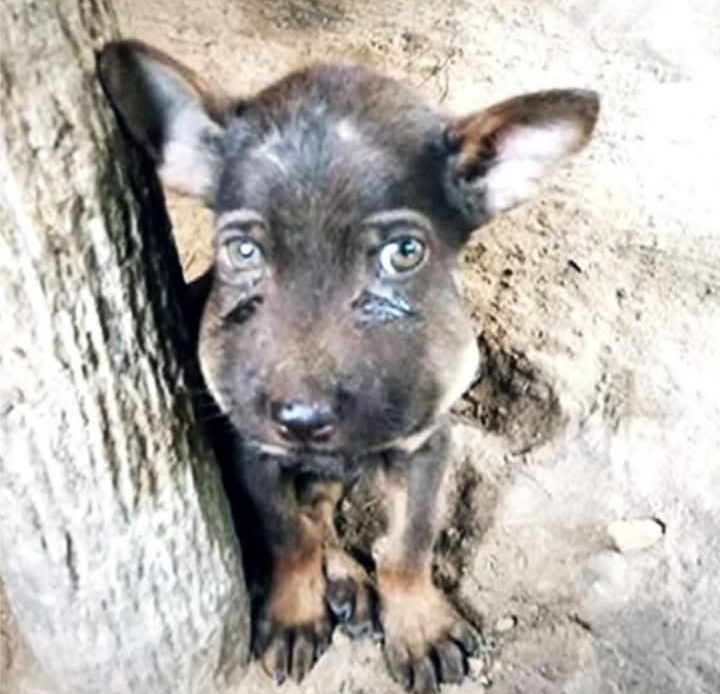 Puppy’s Lucky Escape: From Snakebite Victim to Community Sweetheart in Thailand