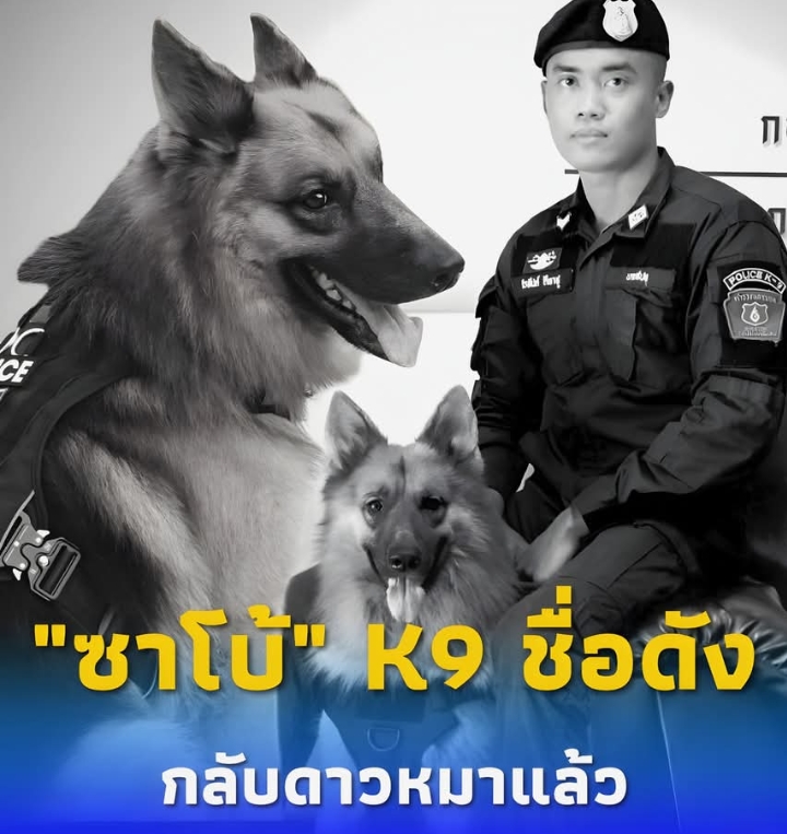 เศร้าหนัก “สุนัขตำรวจตรีซาโบ้” K9 ชื่อดัง จากไปอย่างสงบ