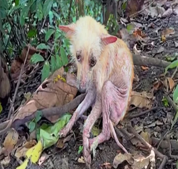 Rescue Dog’s Inspiring Recovery: From Despair to a Loving Forever Home