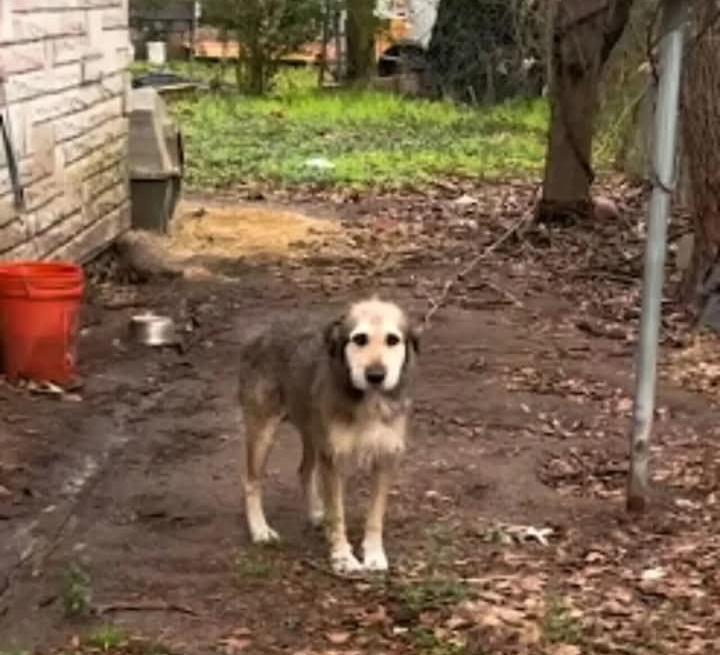 Neglected Dog Hooch Finds Forever Home After Heartwarming Rescue and Miraculous Transformation