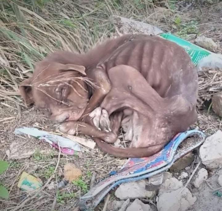 Rescuers Race to Save Blind Pitbull and Restore Its Trust in Humanity