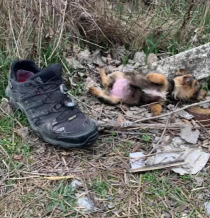 Guy Finds A Puppy Using A Shoe For Shelter And Gives Her A Whole New Life