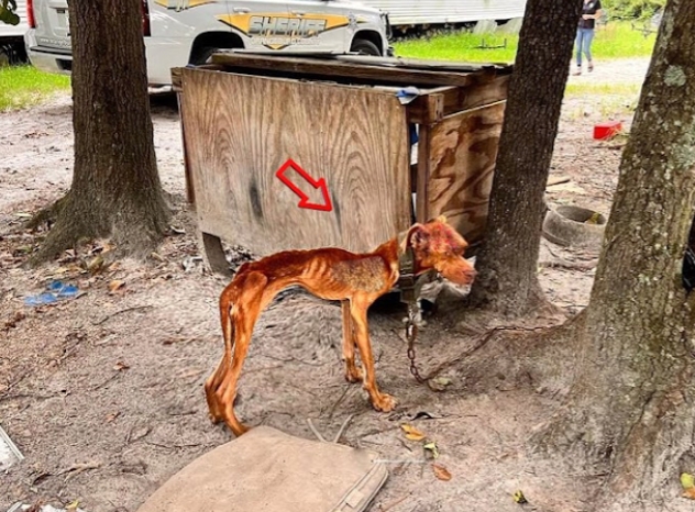 Resilient Dog Named Justice Triumphs Over Adversity, Seeks Loving Forever Homs 