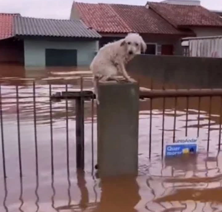 Heroic Animal Rescues Highlight Humanity Amidst Rio Grande do Sul Flood Crisis