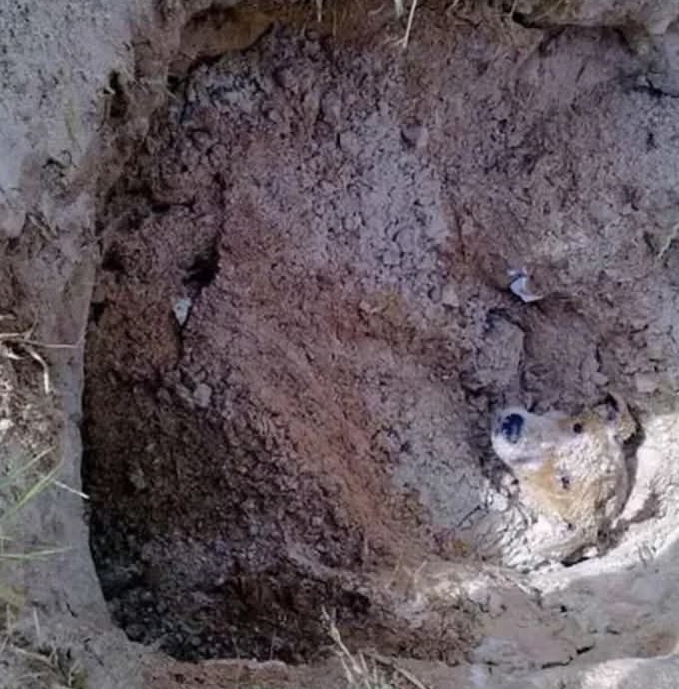 From Grave to Grace: Lily’s Tale of Resilience Sparks Animal Welfare Reform