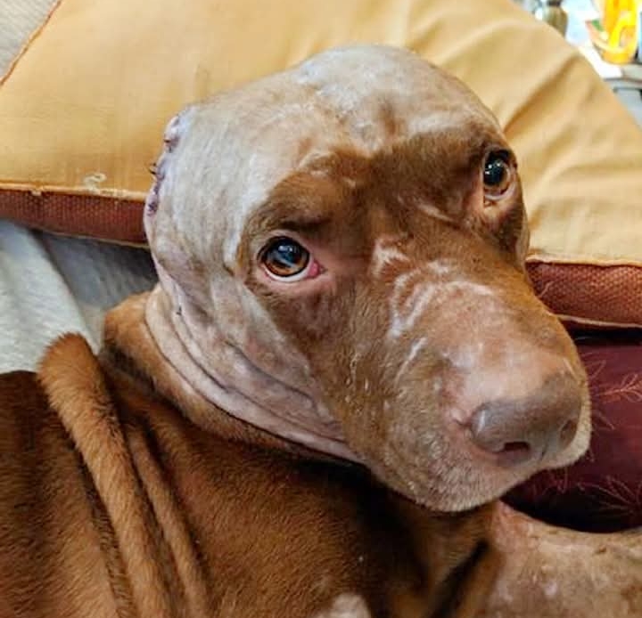 Heroic Dog Overcomes Horrific Attack to Inspire and Thrive with Unyielding Spirit