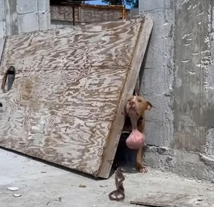 Heroes Rescue Abandoned Dog, Remove Tumor, and Celebrate Miraculous Recovery