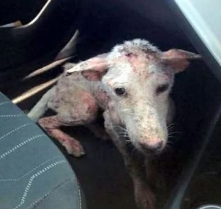 From Alley to Ally: A Heartwarming Tale of Rescue and Friendship