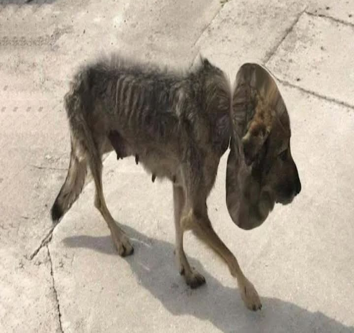 From Tragedy to Triumph: Felicity the Dog Finds Love After a Miraculous Recovery