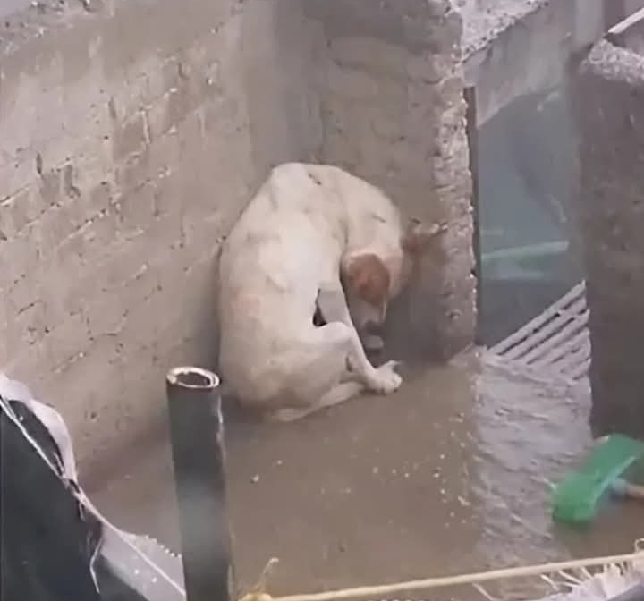 Rescued from Neglect: Mexico City Dog Finds Safety After Neighbor’s Viral SOS