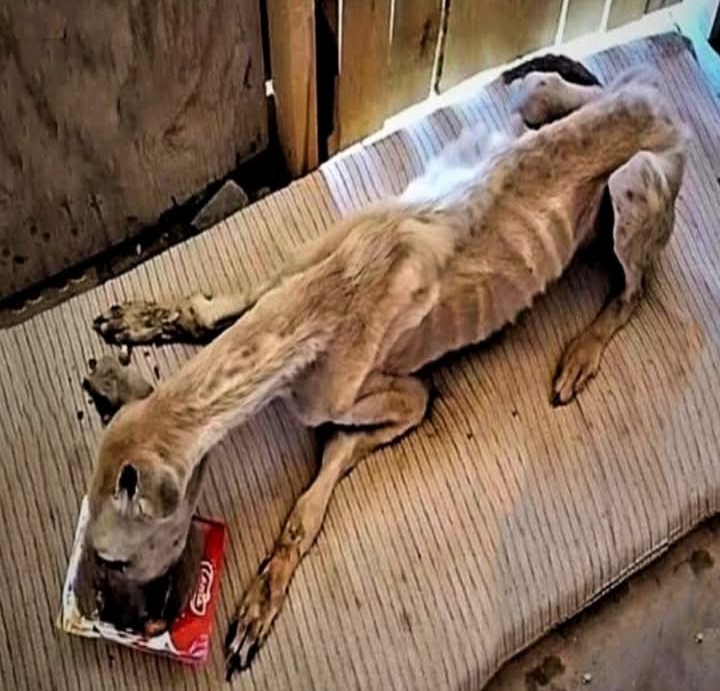 Compassion Over Cruelty: Addressing the Struggles of Stray Animals Worldwide