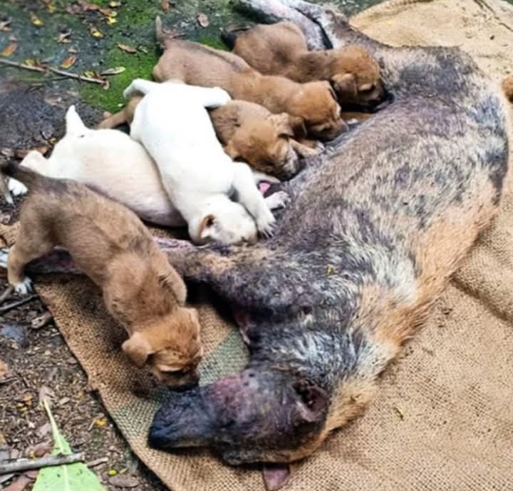 Mother Dog’s Heroic Fight for Her Puppies Highlights Unyielding Maternal Love and Resilience