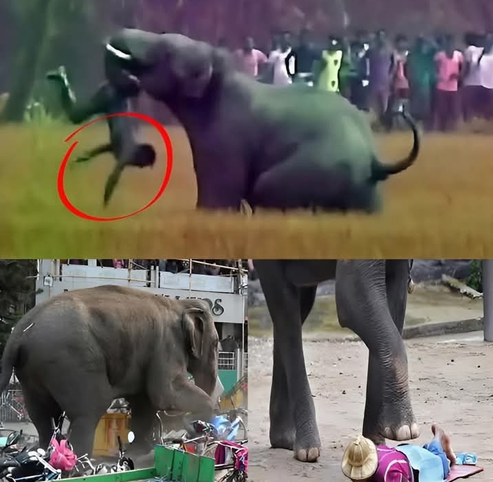 สุดเศร้า: เหตุการณ์จลาจลในเมืองไมซอร์ ช้างตัวหนึ่งวิ่งหนีออกจากสวนสัตว์อย่างตื่นตระหนกและพุ่งเข้าใส่เจ้าหน้าที่รักษาความปลอดภัย เหวี่ยงชายคนนั้นขึ้นไปในอากาศ เหยียบย่ำเขาอย่างรุนแรง และสุดท้าย ชายคนนั้นก็ถูกช้างเหยียบย่ำจนล้มลงไปใต้เท้าของเขา…bcc