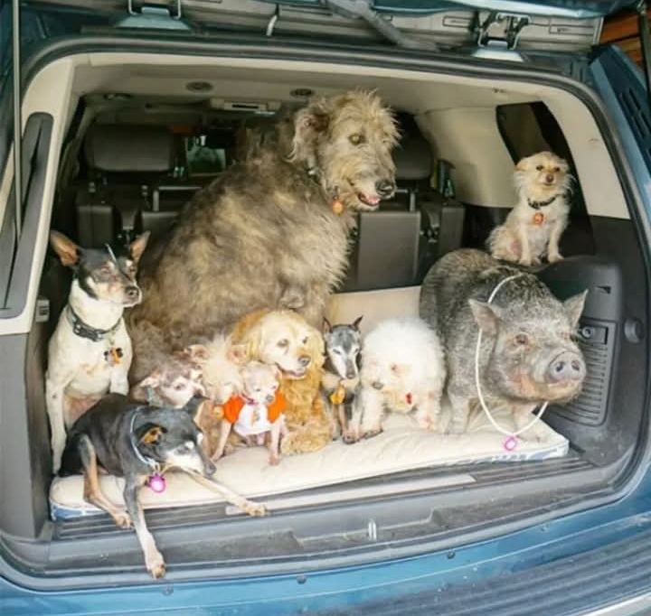 Man Turns Grief into Joy by Adopting Senior Rescue Dogs and More