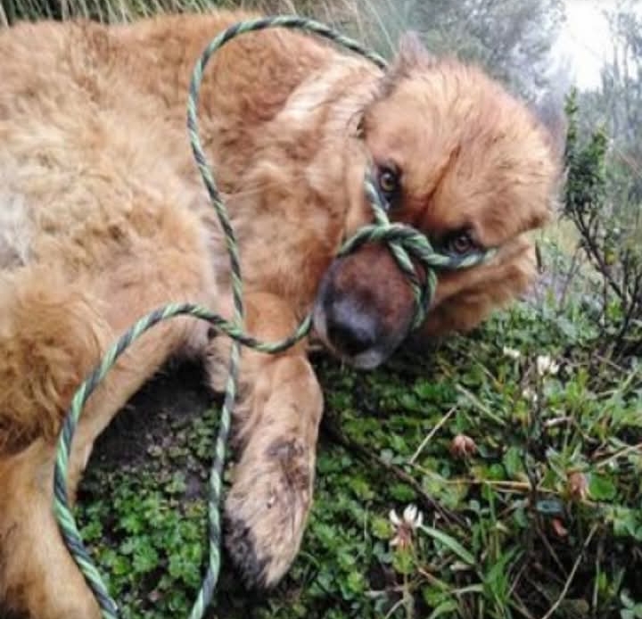 Resilient Pup Rescued: A Tale of Despair, Kindness, and Redemption in Colombia