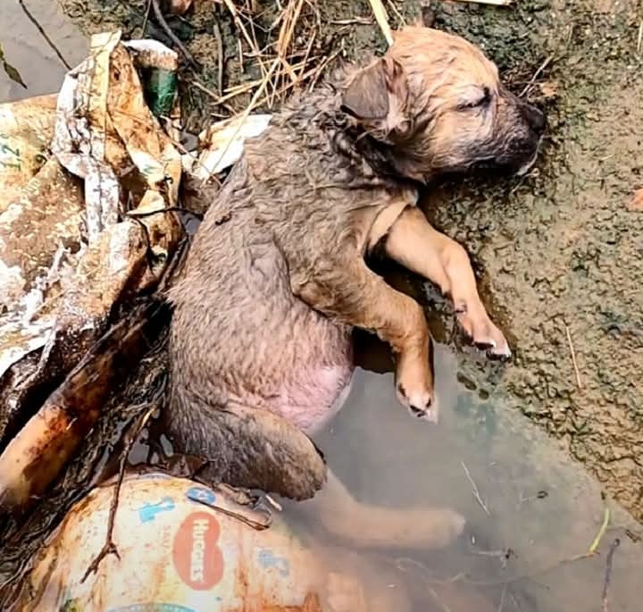 From Ditch to Delight: Abandoned Puppy Rescued and Revived by Caring Heroes