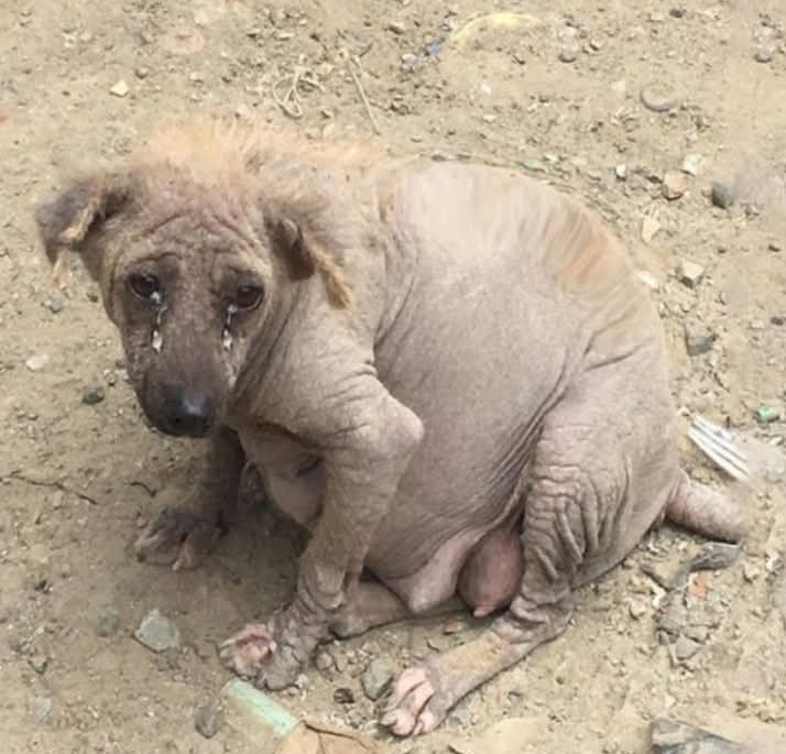 From Toxic Lagoon to Loving Home: Carmi the Dog’s Incredible Journey to Joy