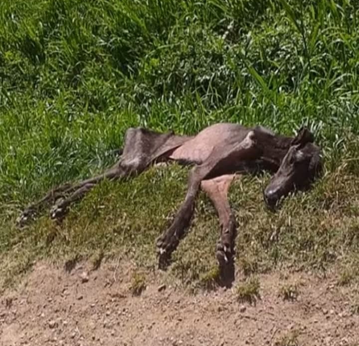 Against All Odds: Resilient Mau Survives Despite Bullets and Immobility