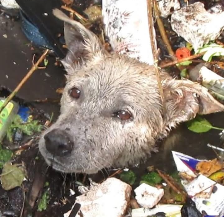 Heroic Rescues: Human Kindness Shines in Heartwarming Animal Stories