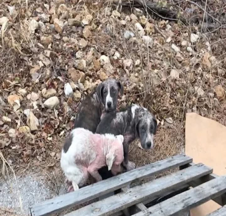 Holiday Fails: Abandoned Puppies Rescued in St. Louis After Gift-Giving Goes Wrong