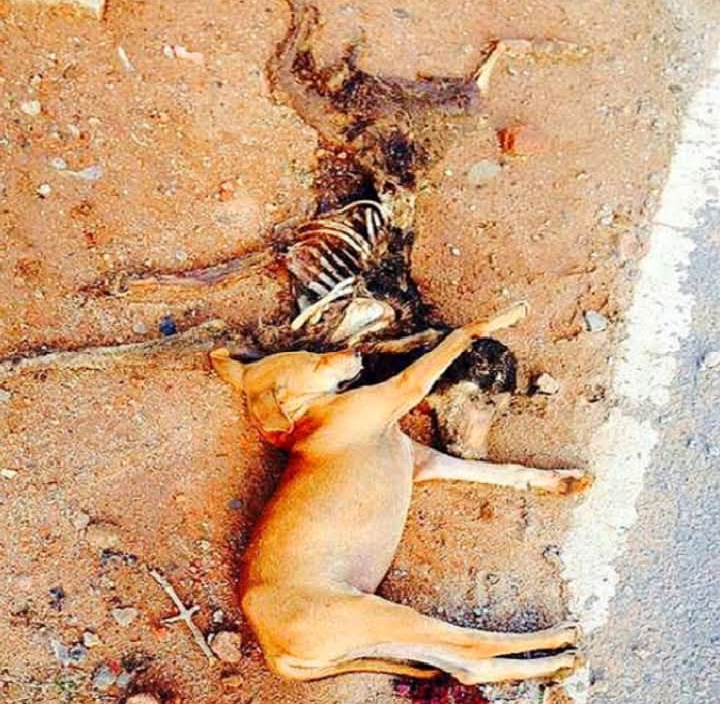 Puppy’s Heartbreaking Vigil Sparks Debate on Animal Emotions and Social Media Exploitation