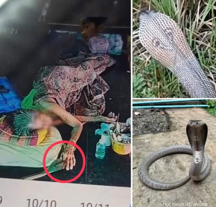 งูเห่าโผล่ขึ้นเตียง ฉกยายวัย 93 กลางวันแสก ๆ รอดปาฏิหาริย์ ญาติฝากเตือนอย่าปล่อยคนแก่อยู่ลำพัง