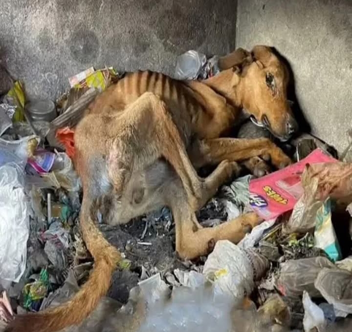 Abandoned Dog Rescued From Dump Highlights Greece’s Stray Crisis and Power of Compassion
