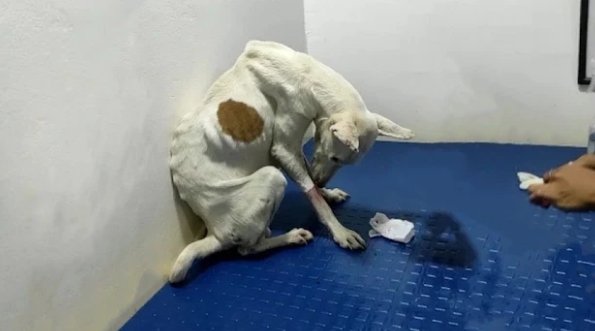 From Stray to Star: Rio’s Heartwarming Journey to Health and Happiness