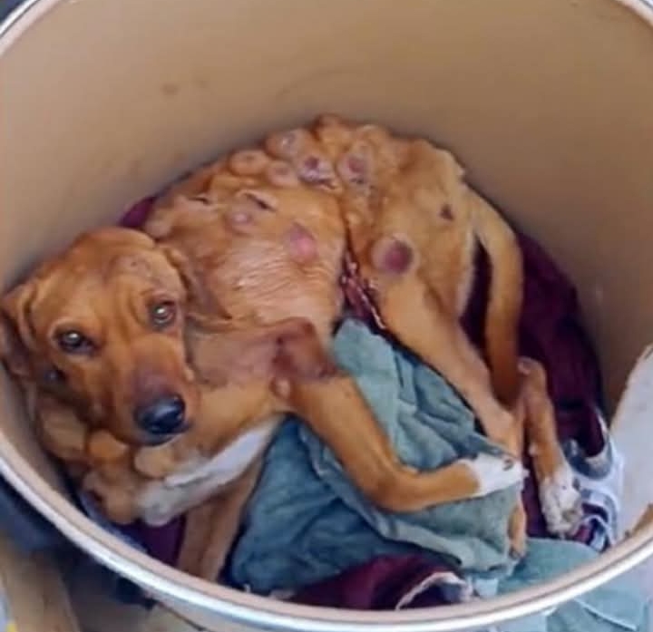 From Stray to Cherished: Boby’s Inspiring Tale of Resilience and Second Chances