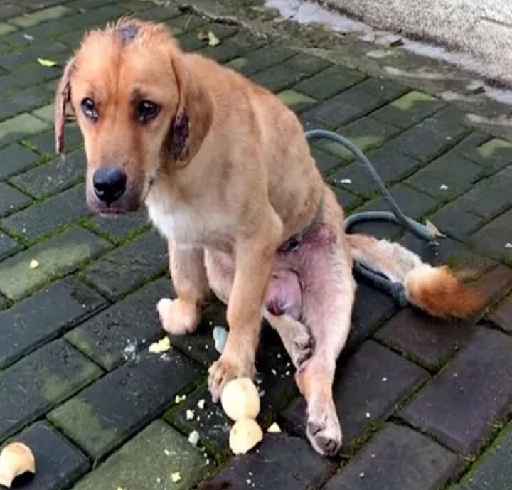 Abandoned Dog’s Journey from Despair to Joy Highlights the Power of Compassion