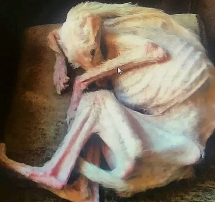 From Streets to Sanctuary: Sam’s Miraculous Recovery and New Beginnings