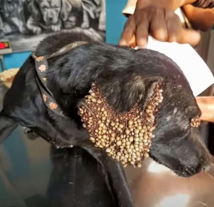 From Ticks to Triumph: Belle the Stray Dog Finds Love and a New Life