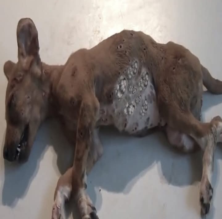 Puppy’s Transformation: From Mangoworm Misery to a Beacon of Hope Through Compassionate Rescue