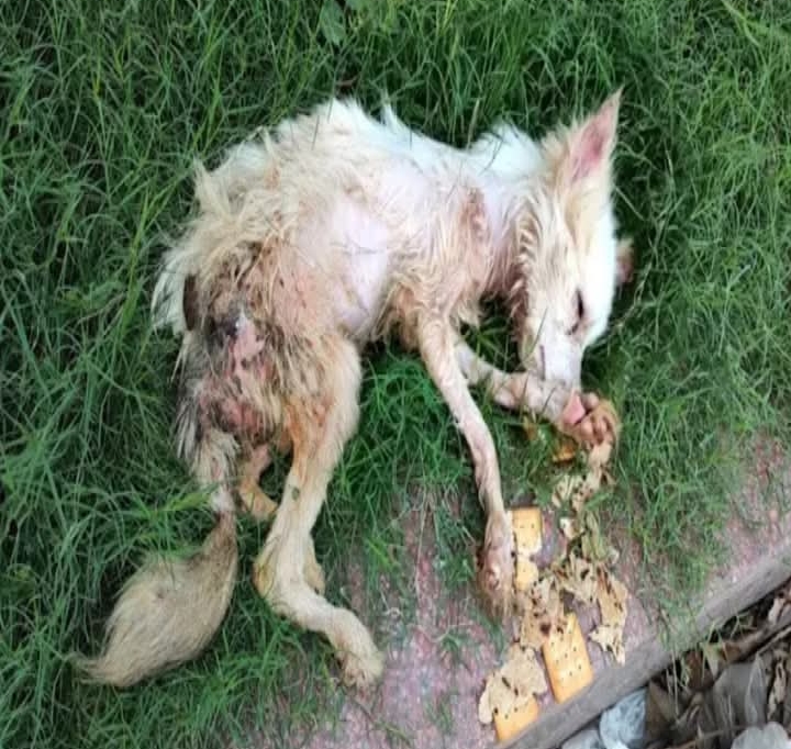 From Trash to Treasure: Yuki’s Journey of Hope and Second Chances