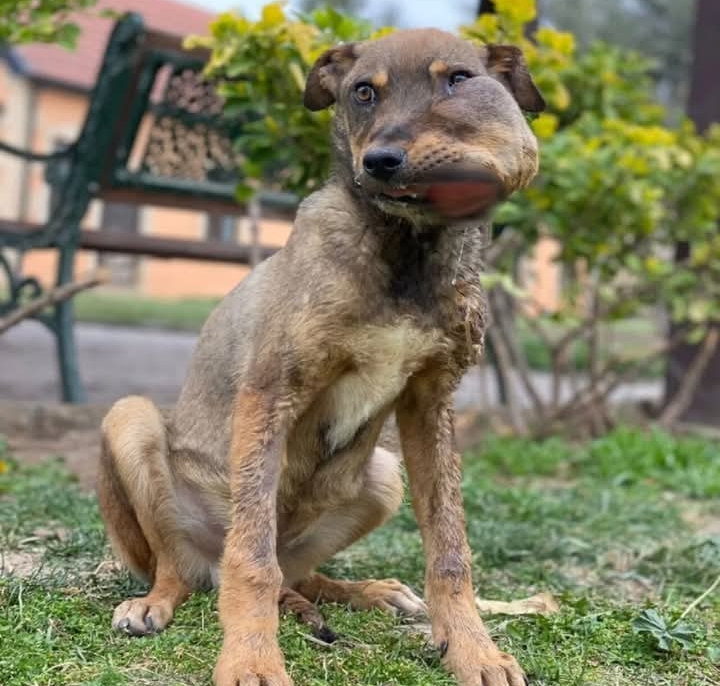 From Stray to Beloved: Brady’s Remarkable Journey of Resilience and Love