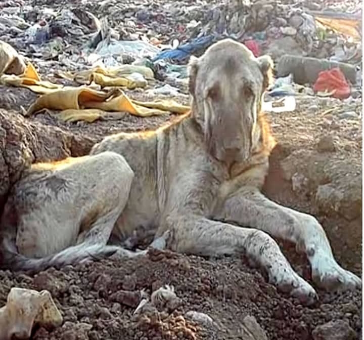 Abandoned Kangal Shepherd Rescued from Turkish Landfill Begins Heartwarming Road to Recovery