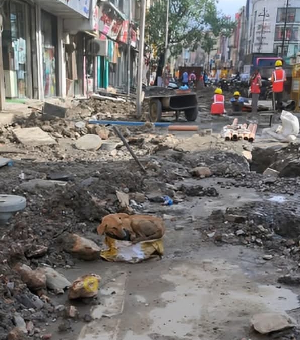 Heartfelt Rescue: Exhausted Mother Dog’s Unyielding Love in the Face of Adversity