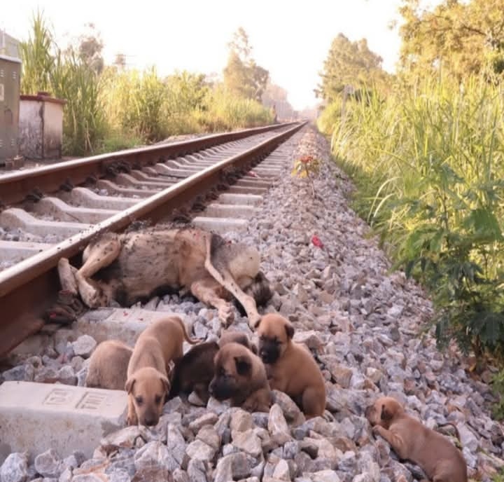Orphaned Puppies’ Journey from Tragedy to Hope Captures Hearts in Indian Village