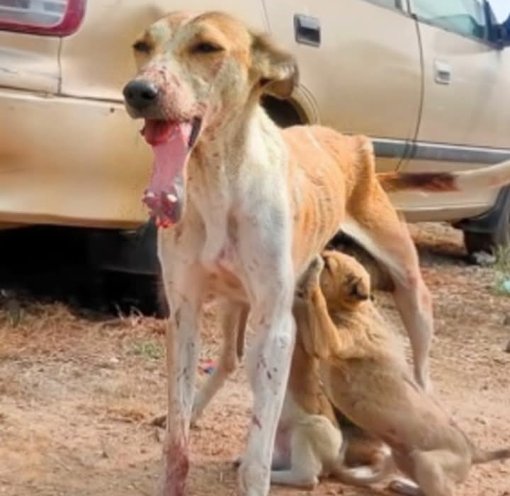 Stray Dog Pinky Rescued and Healed by Compassionate Locals in Indian Village