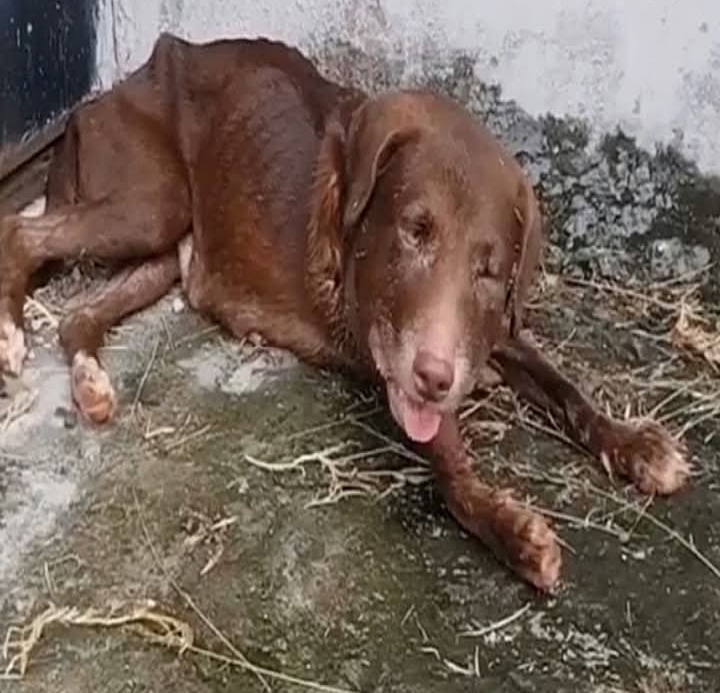 Her Skin Had Turned to Stone and She Was Just a Skeleton. The Beautiful Dog She Is Today Is a Miracle.