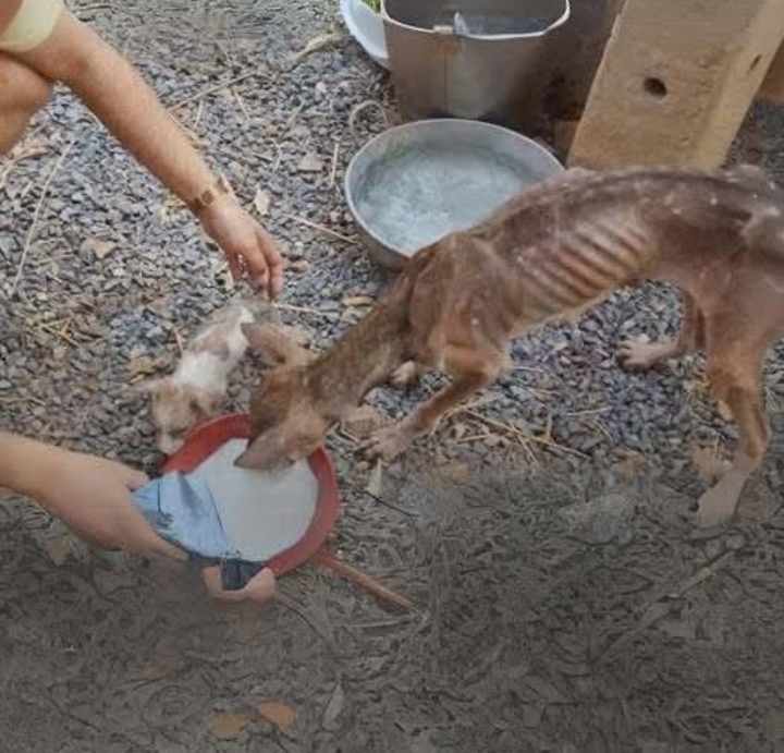 Mom and Her Puppy Wandered Beside the Road, Severe Emaciated, Crying Begging People for Help! BUT NO ONE HELP HER….