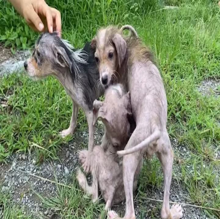 Rescue to Recovery: Stray Dogs’ Journey of Healing and Hope at Our Farmhouse