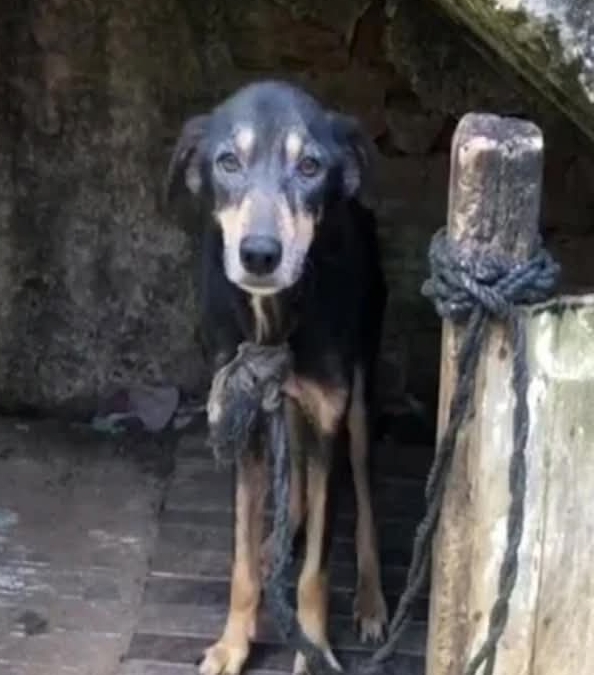 From Neglect to Joyful Freedom: Black the Dog’s Remarkable Journey of Recovery and Trust
