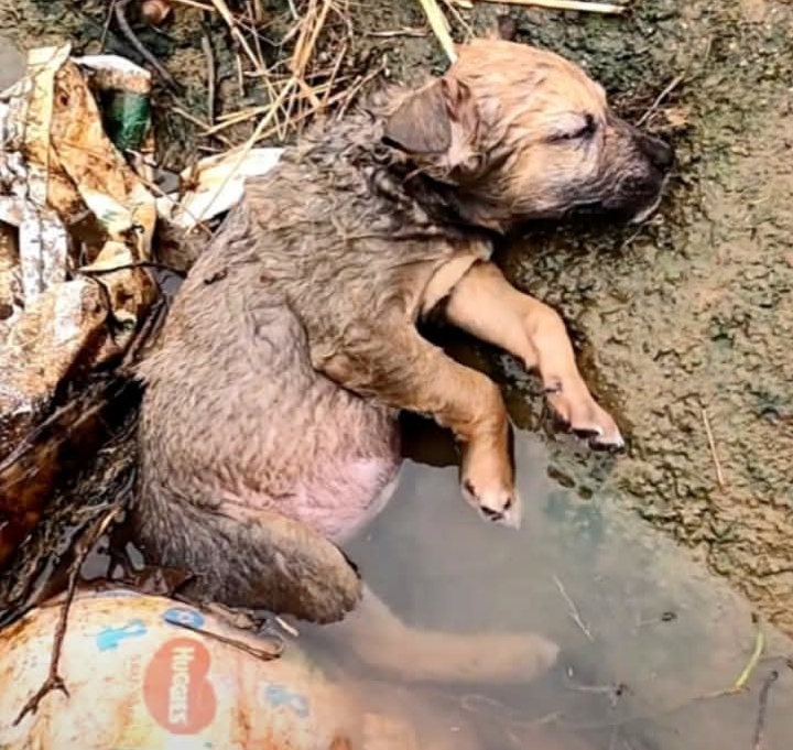 Rescued from the Brink: Abandoned Puppy Finds New Life Through Acts of Compassion