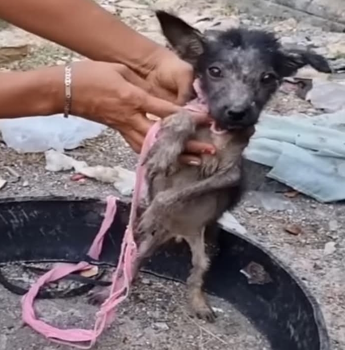 From Chains to Cheer: Armor the Dog’s Remarkable Journey to Recovery and a New Home