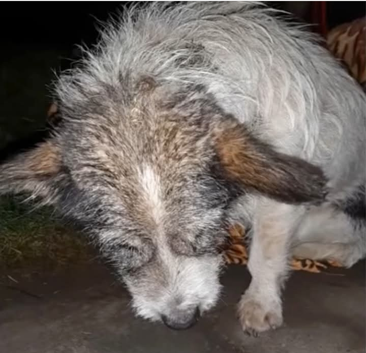 Heroic Rescue Transforms Abused Puppy Souki into a Thriving Survivor