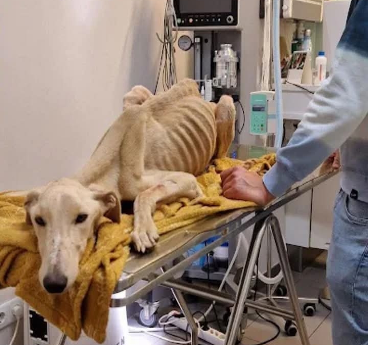 From Neglect to Nurture: Valentim’s Journey to Recovery and Newfound Happiness